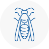 Urmston Wasp Nest Removal